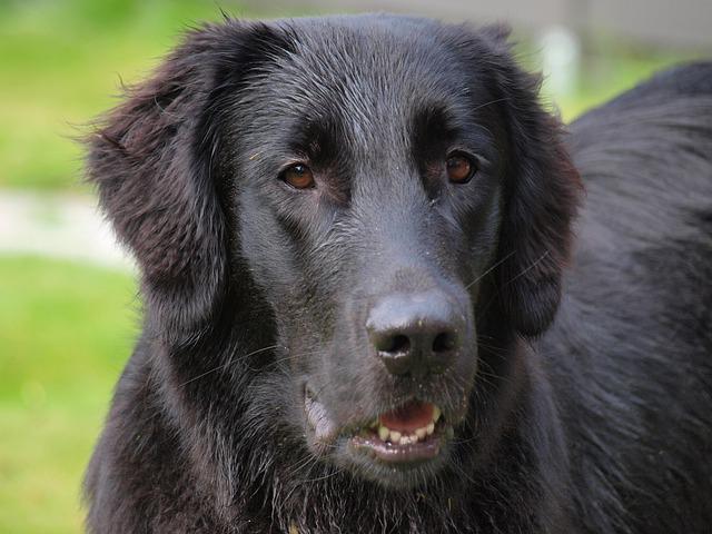 Curso peluquería canina Las Palmas