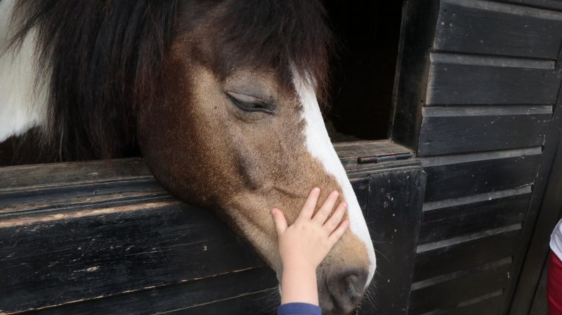 Curso Asistente técnico veterinario ecuestre y cuidador de caballos en Las Palmas