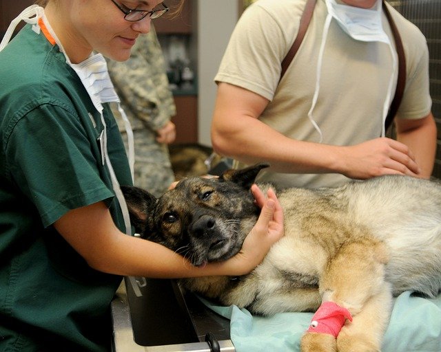 Curso de Auxiliar de clínica veterinaria